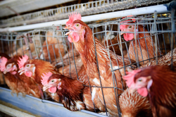factory farming chickens arsenic