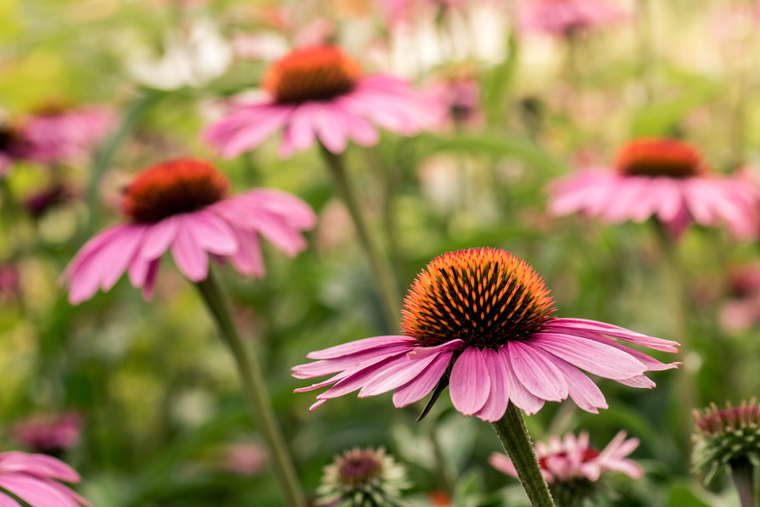 Echinacea