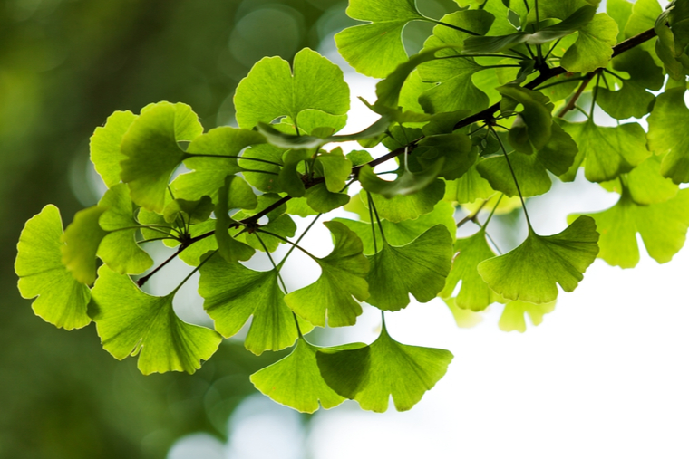 Gingko leaves